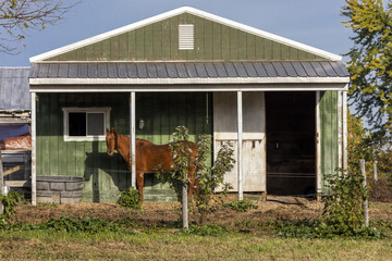 Fototapeta na wymiar Horse stands in front of green barn, backroads of Virginia, October 26, 2016