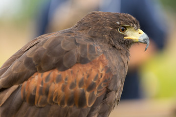 Harris's Hawk