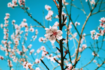 Spring pink flower blossoms against a bright blue sky background.  Twigs abundant full of floral oriental beauty.