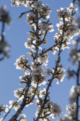 Blossom almond tree