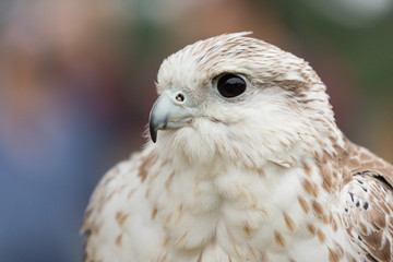 Fototapeta premium Falcon 