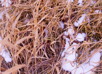 Dried grass and snow - 135009488