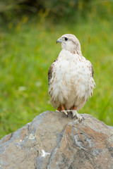 Falcon 