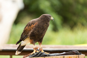 Harris's Hawk