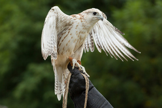 Falcon 