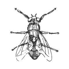 beetle, insect species isolated engraved, hand drawn animal in vintage style