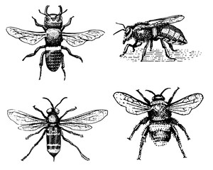 Set of bee engraved vintage hand drawn in scratchboard style