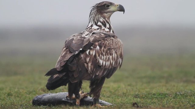 Sea eagle in Hungary