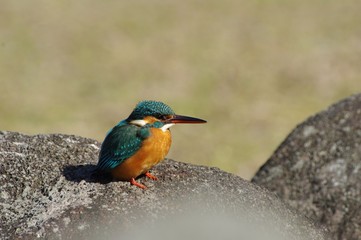 kingfisher　水辺のカワセミ