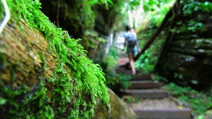 tourist in moss forest