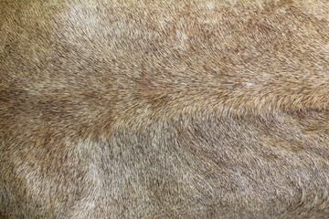 Lion fur background