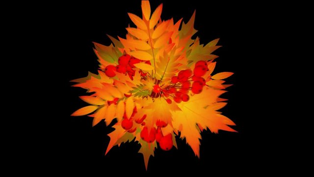 Rapidly Growing  Autumn Leafage -     Video Footage  with Alpha Channel