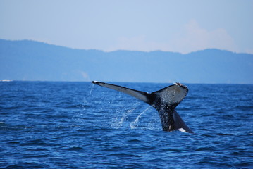 Fototapeta premium Humpback