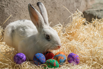 conejo y huevos de pascuas