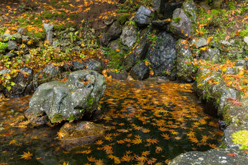 Japanese garden in autumn