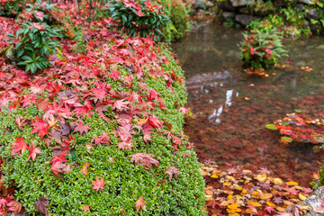 Maple leaves in garden