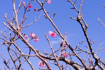 爽やかな青空とピンクの桜