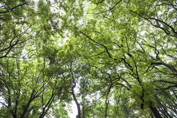 芝公園の新緑（東京都港区）