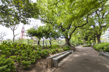 新緑の芝公園（東京都港区）