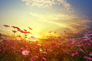 Paysage nature fond de beau champ de fleurs cosmos rose et rouge avec coucher de soleil. ton de couleur vintage