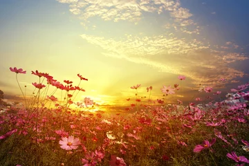 Photo sur Aluminium Printemps Paysage nature fond de beau champ de fleurs cosmos rose et rouge avec coucher de soleil. ton de couleur vintage