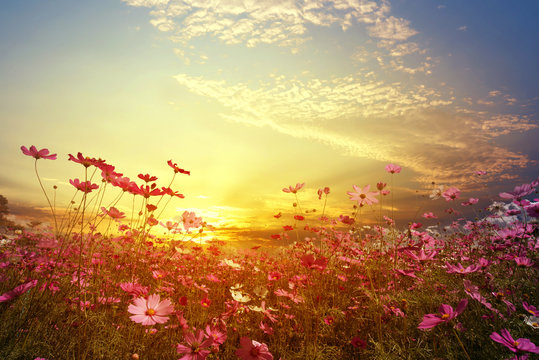 Landscape nature background of beautiful pink and red cosmos flower field with sunset. vintage color tone