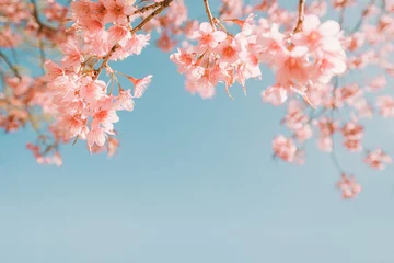 Gordijnen beautiful vintage sakura flower (cherry blossom) in spring. vintage color tone © jakkapan