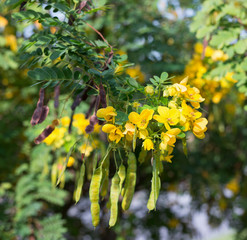  close up Yellow flower [Senna surattensis] and sunlight