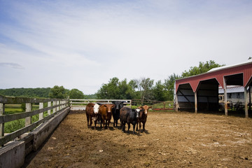 Livestock agricultural background. Multi-colored cows in a pen at the livestock farm in a sunny summer day. Midwest rural landscape with animal farm at Wisconsin, USA.