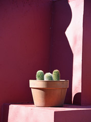 Kleiner Kaktus im Blumentopf vor einer pink gestrichenen Wand 