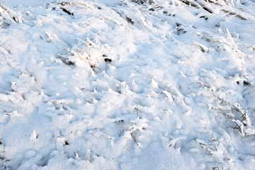 Snow covered ground with frozen plants, after storm in winter