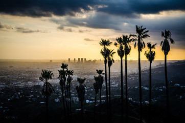 Palms Silhouetted against Hollywood - obrazy, fototapety, plakaty