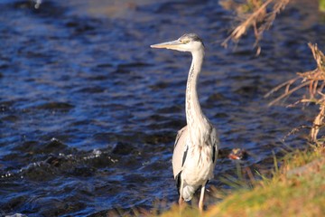 Grey Heron (Ardea cinerea) in Japan - アオサギ