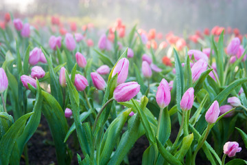 Pink tulips in garden