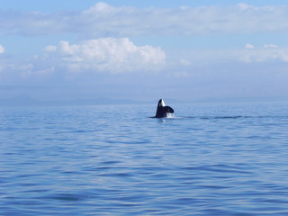 Obraz premium Ocra breaching the ocean surface