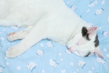 Fototapeta na wymiar Amazing cat sleeping on the cat print fabric