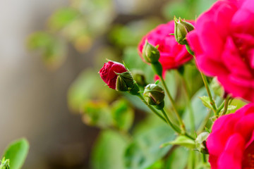 rose with blurry foreground and blurry background