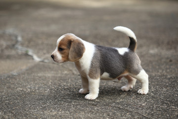 purebred beagle puppy is learning the world in first time