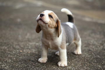 purebred beagle puppy is learning the world in first time - Powered by Adobe