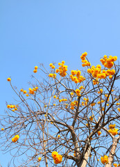 Cochlospermum  regium or Yellow cotton tree