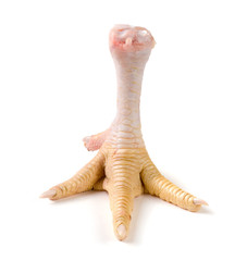 one chicken paw isolated on white background