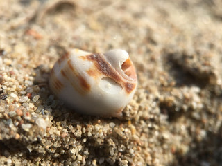 Little shell