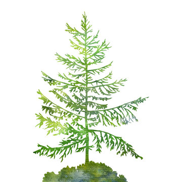 silhouette of fir tree
