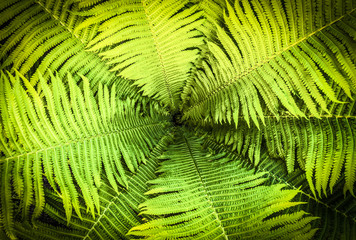 Top view of a garden fern closeup as a background.