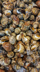 Piles of River Snails for Sale in a Market in Thailand
