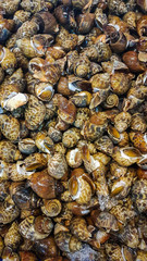 Piles of River Snails for Sale in a Market in Thailand