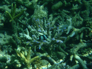 Naklejka na ściany i meble under water, ocean, sea, black white fish, coral