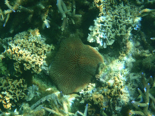 under water, ocean, sea, coral