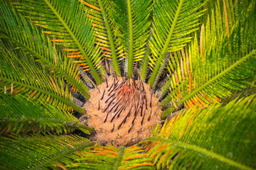 Cycad tree showing patterns at its center.