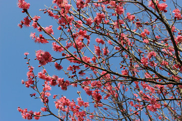 濃いピンクの梅の花と青空